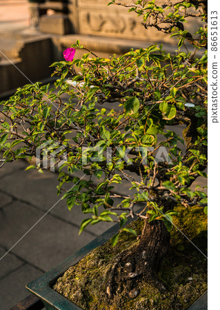 Bonsai at Chen Clan Ancestral Hall in Guangzhou, China Bonsai at Chen Clan Ancestral Hall in Guangzhou, China 86651613