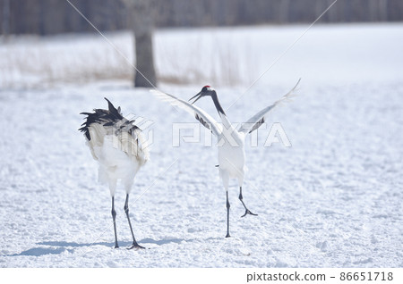 Japanese crane dance (Tsurui, Hokkaido) 86651718