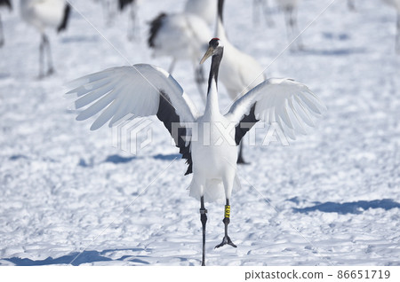 Red-crowned crane dancing in a flock (Tsurui, Hokkaido) 86651719