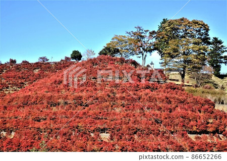 Enkianthus perulatus的鐘聲和秋葉[相模原市築井，11月] 86652266