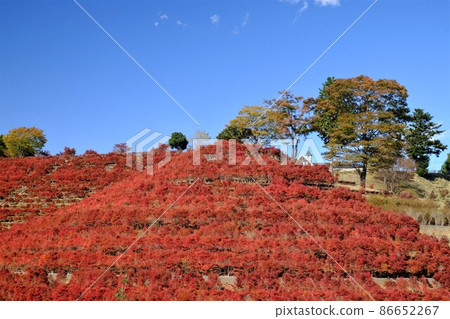 鐘聲響起的山丘上的秋葉[11月相模原市築井] 86652267