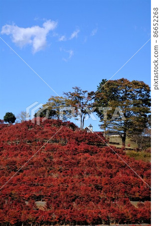 鐘聲響起的山丘上的秋葉[11月相模原市築井] 86652268