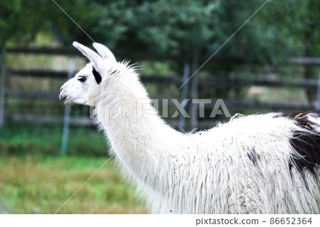 Llama in Ecorin Village 86652364