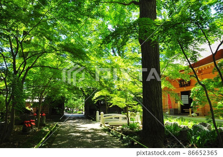 Setagaya Ward, Jōshinji Temple's Enmado-mae approach and fresh greenery 86652365