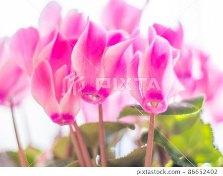 Cyclamen Cyclamen 86652402