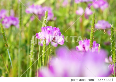 仁格場-春天的花朵 86652881