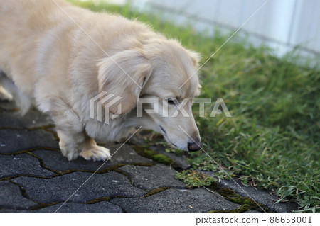 一隻奶油色的迷你臘腸犬在花園裡散步 一隻奶油色的迷你臘腸犬在花園裡散步 86653001