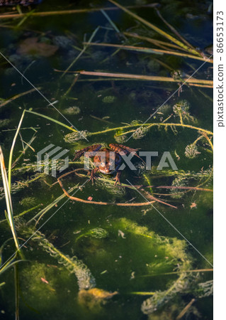 Spotted Frog (Rana Pretiosa) is Sitting on Algae in a Pond or Swamp in Summer Day Spotted Frog (Rana Pretiosa) is Sitting on Algae in a Pond or Swamp in Summer Day 86653173
