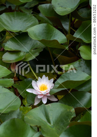 Beautiful Pink Flower of Water Lily in the Pond 86653202