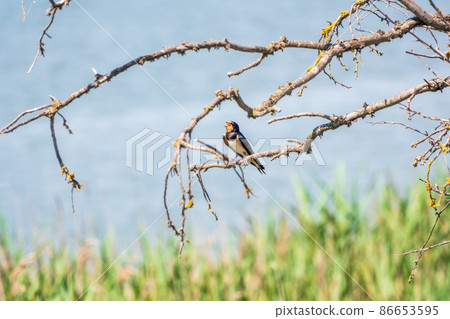 Barn Swallow Hirundo rustica resting on a dry branch of a tree in the summer on blue and green background Barn Swallow Hirundo rustica resting on a dry branch of a tree in the summer on blue and green background 86653595