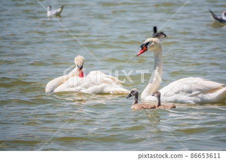 A pair of mute swans, Cygnus olor, swimming on a lake with its new born baby cygnets. Mute swan protects its small offspring. Gray, fluffy new born baby cygnets. A pair of mute swans, Cygnus olor, swimming on a lake with its new born baby cygnets. Mute swan protects its small offspring. Gray, fluffy new born baby cygnets. 86653611