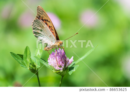 The dark green fritillary butterfly collects nectar on flower. Speyeria aglaja is a species of butterfly in the family Nymphalidae. 86653625