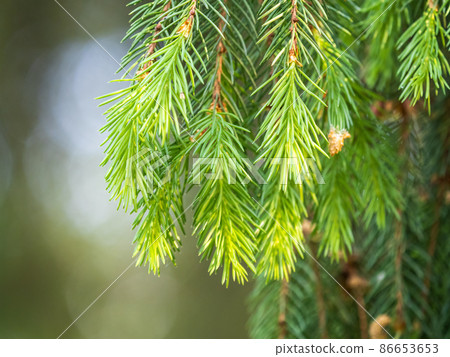Fir branches with fresh shoots in spring. 86653653