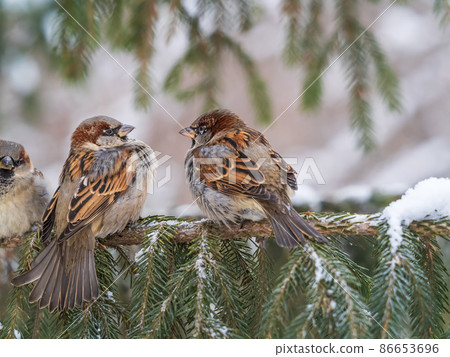 Three Sparrows sits on a fir branch in the autumn or winter Three Sparrows sits on a fir branch in the autumn or winter 86653696