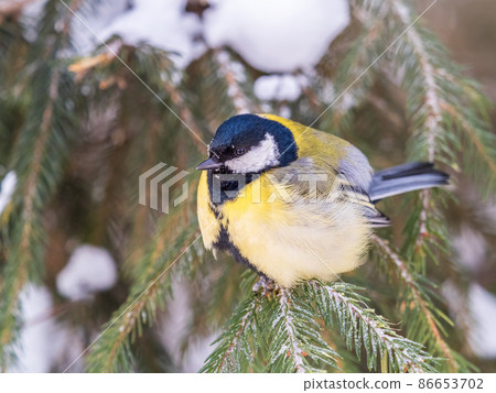 Cute bird Great tit, songbird sitting on the fir branch with snow in winter 86653702