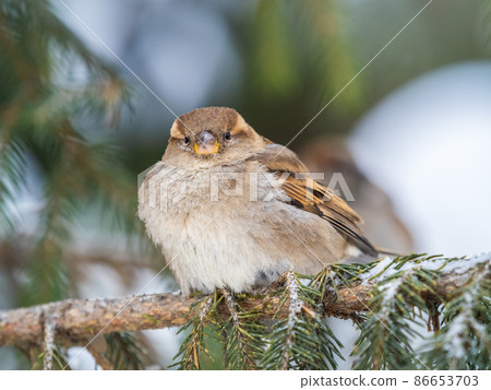 Sparrow sits on a fir branch with snow in winter 86653703