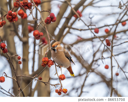 Bohemian Waxwing, Bombycilla garrulus, sitting on the bush and feeding on wild red apples in winter or early spring time. Bohemian Waxwing, Bombycilla garrulus, sitting on the bush and feeding on wild red apples in winter or early spring time. 86653708