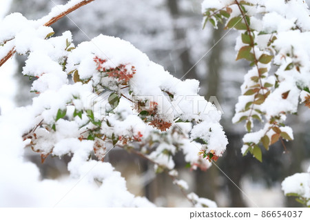白雪皚皚的植物Abelia 86654037