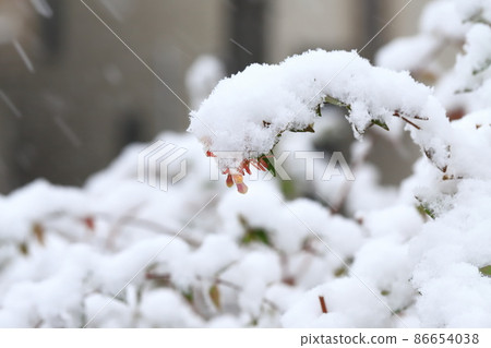 白雪皚皚的植物Abelia 86654038