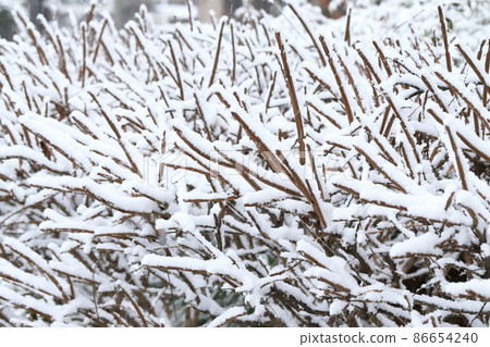 白雪皚皚的衛矛枝 白雪皚皚的衛矛枝 86654240