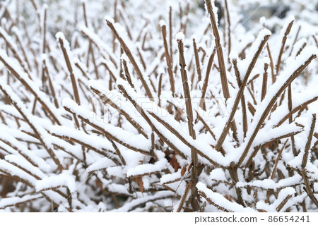 白雪皚皚的衛矛枝 86654241