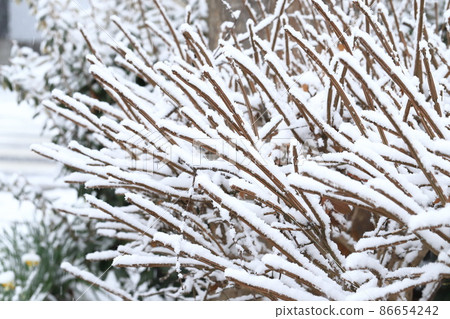 白雪皚皚的衛矛枝 86654242