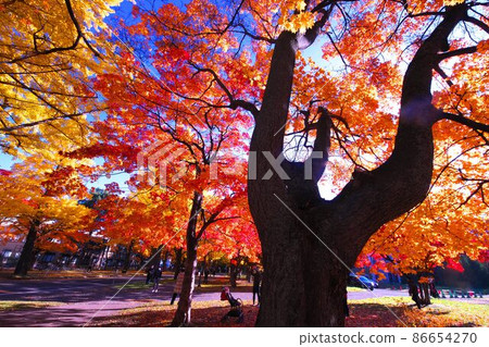 Luminous sparkle in late autumn 86654270