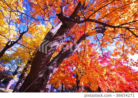 Luminous sparkle in late autumn 86654271