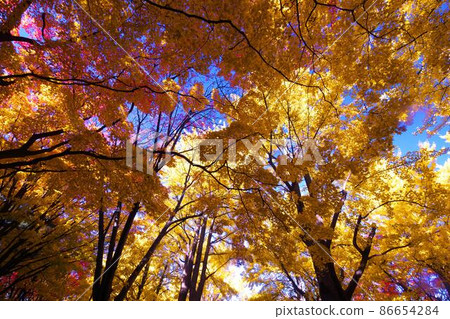 Luminous sparkle in late autumn Luminous sparkle in late autumn 86654284