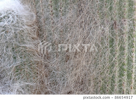Cactus with prickly thorns as found in nature Cactus with prickly thorns as found in nature 86654917