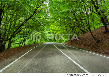 Road among the trees on the Gombori Pass 86655123
