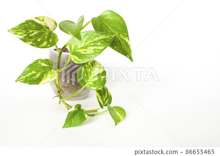 白色背景觀葉植物 Potos 86655465