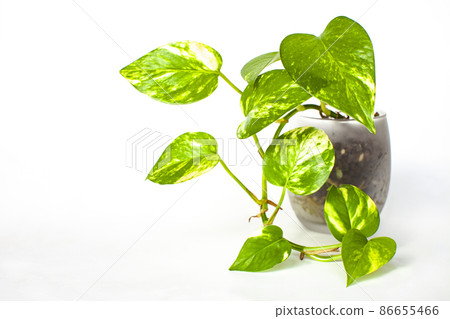 White background foliage plant Potos 86655466