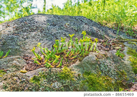 The green succulent Sedum acre or goldmoss stonecrop grows and blooms yellow on a rock among lichens The green succulent Sedum acre or goldmoss stonecrop grows and blooms yellow on a rock among lichens 86655469