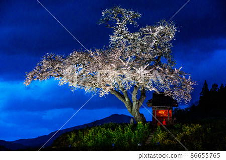 [Fukushima Prefecture] Tamura City Ozawa Sakura Evening Sakura April 86655765