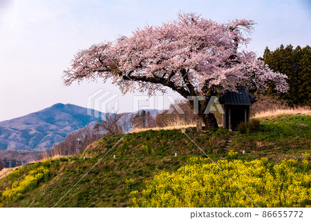 [Fukushima Prefecture] Sakura in Ozawa, Tamura City April 86655772