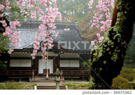 廣河寺（本館）的垂枝櫻花【大阪府南河內區加南町】 86655962