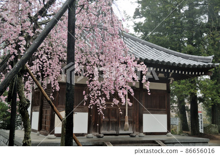 廣川寺（Gomado）的垂枝櫻花[大阪府南川內區加南町] 86656016