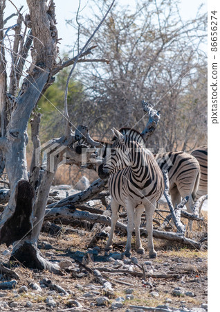 Zebras in Etosha National Park. Zebras in Etosha National Park. 86656274
