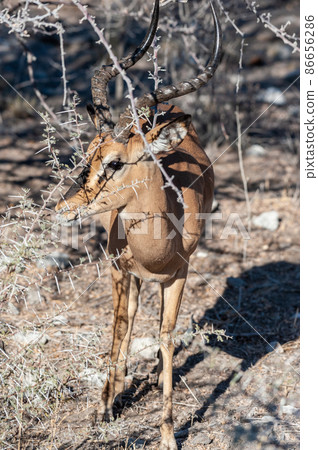 An impala hiding behind the bushes An impala hiding behind the bushes 86656286