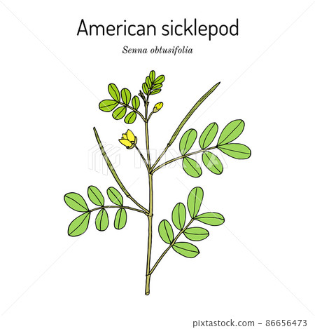 Chinese senna, or American sicklepod Senna obtusifolia , edible and medicinal plant Chinese senna, or American sicklepod Senna obtusifolia , edible and medicinal plant 86656473