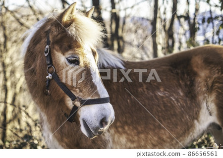 A Horse. haflinger 86656561