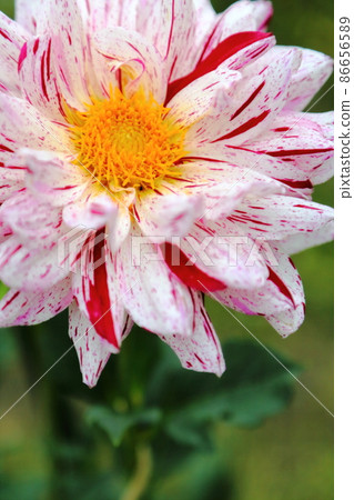 黑川達里亞花園 86656589