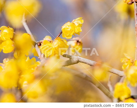 The arrival of spring, a beautiful Japanese allspice that bloomed in full bloom The arrival of spring, a beautiful Japanese allspice that bloomed in full bloom 86657506