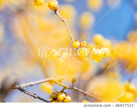 The arrival of spring, a beautiful Japanese allspice that bloomed in full bloom The arrival of spring, a beautiful Japanese allspice that bloomed in full bloom 86657525