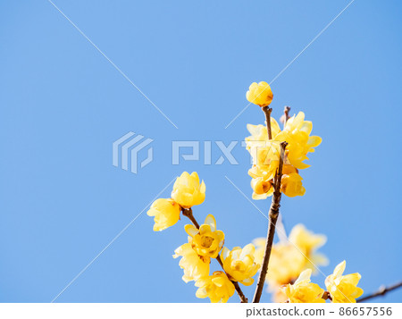 The arrival of spring, a beautiful Japanese allspice that bloomed in full bloom 86657556