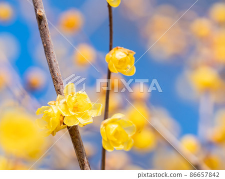 The arrival of spring, a beautiful Japanese allspice that bloomed in full bloom The arrival of spring, a beautiful Japanese allspice that bloomed in full bloom 86657842