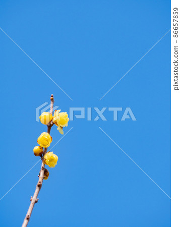 The arrival of spring, a beautiful Japanese allspice that bloomed in full bloom The arrival of spring, a beautiful Japanese allspice that bloomed in full bloom 86657859