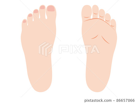 女性左鞋底和腳背 86657866