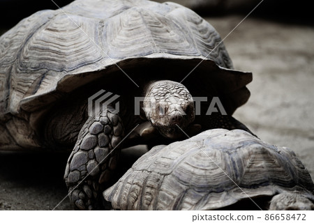 African spurred tortoise 86658472